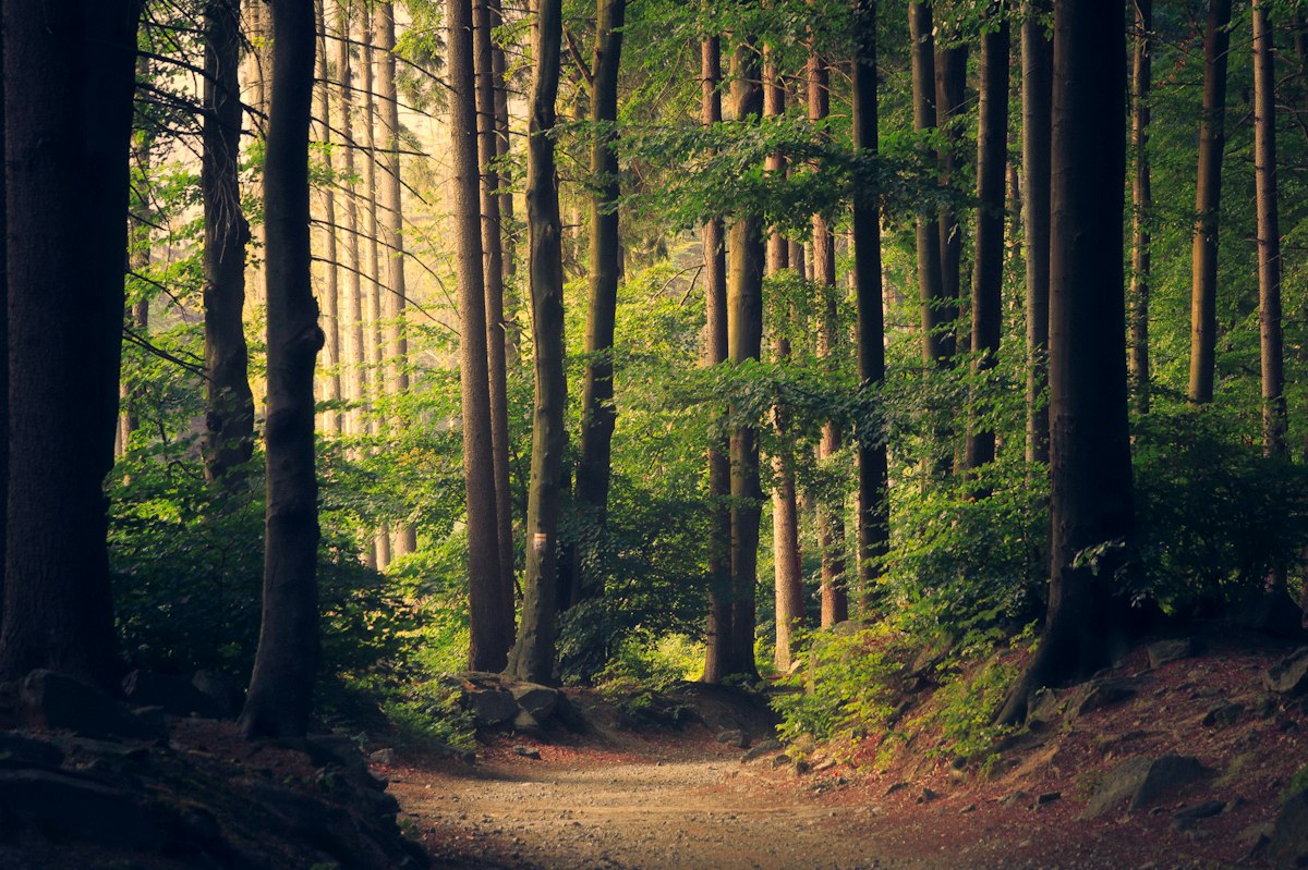 Ancient forest canopy — nature and science
