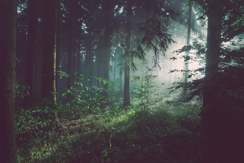 Forest ecology